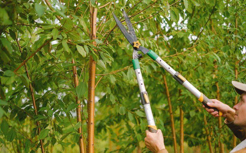 Tree trimming in Benton, PA
